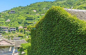 吸烟室空气净化器—植被